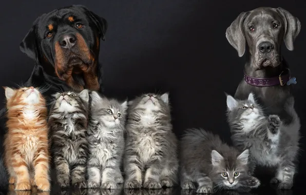 Picture dogs, background, collage, kittens