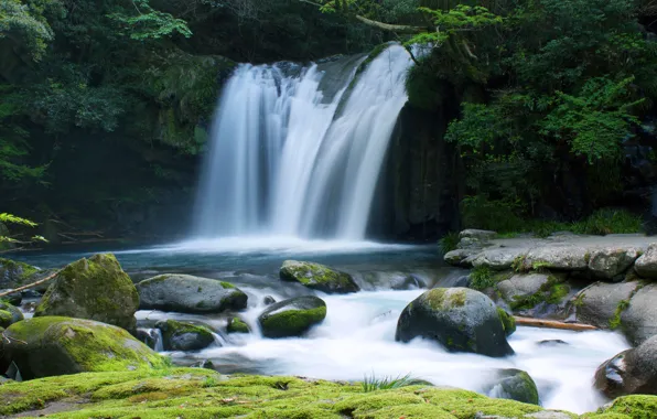 Summer, trees, branches, nature, stones, rocks, shore, for
