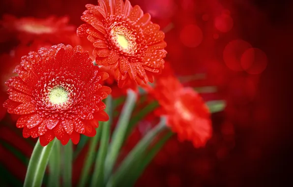 Picture drops, flowers, stems, bokeh