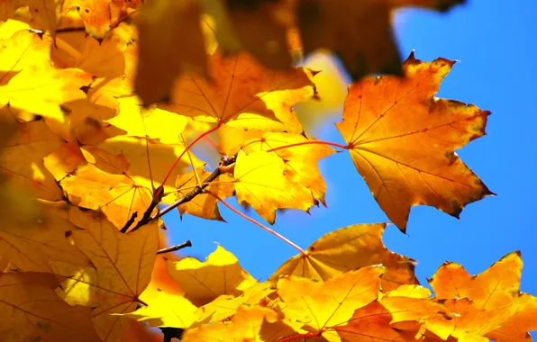 Autumn, the sky, leaves, macro, branches