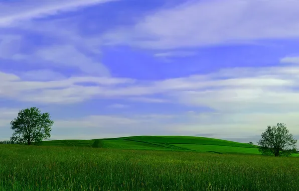 Field, trees, photo, landscapes, field