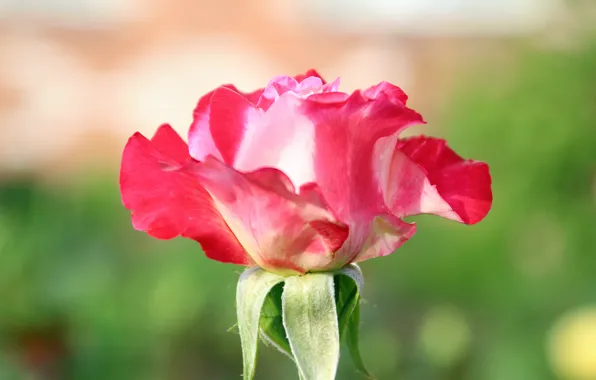 Flower, macro, background, pink, rose, Bud, blurred, rosette