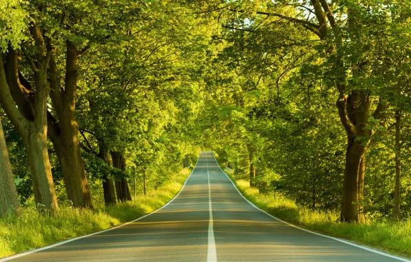 Road, Spring, Trees