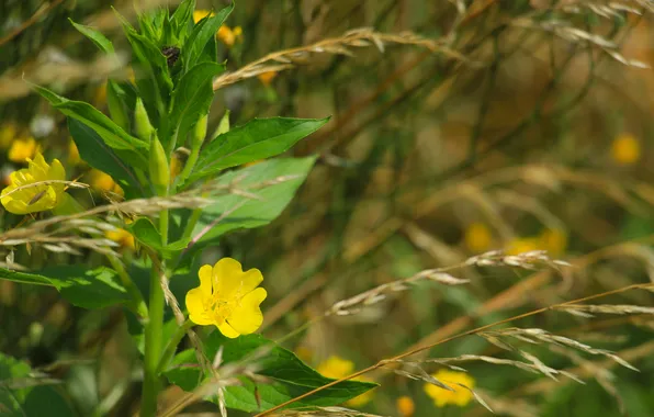 Flower, yellow, meadow