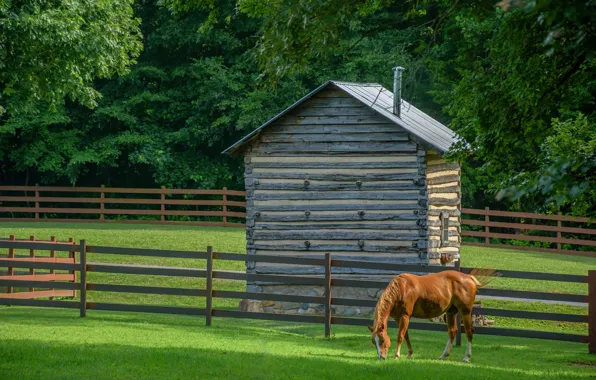 Horse, glade, horse, the fence, house, lawn, corral, chestnut