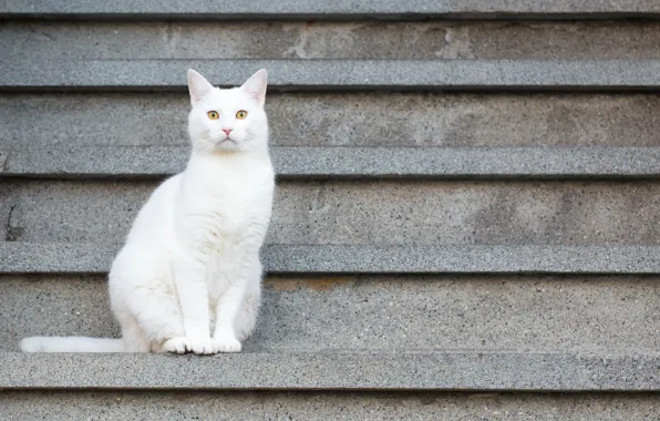 Picture white, cat, sitting