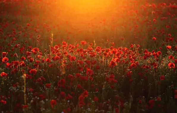 Field, light, flowers, Maki, red, a lot, poppy field