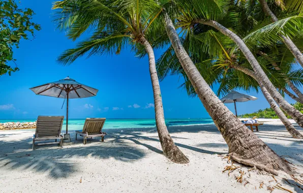 Sand, sea, beach, summer, the sky, trees, blue, palm trees