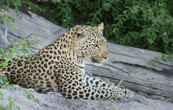 Face, predator, leopard, lies
