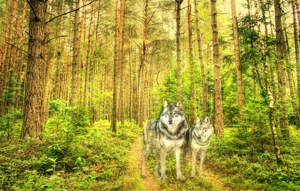 Picture forest, style, texture, wolves