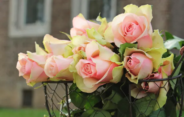 Picture leaves, flowers, background, mesh, home, roses, bouquet, petals