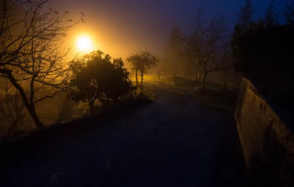 Road, the sky, light, trees, fog, the fence, the evening