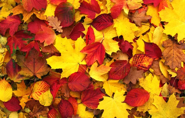Autumn, leaves, background, colorful, maple, background, autumn, leaves