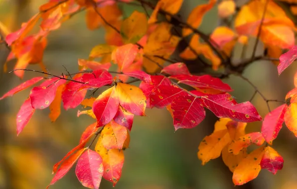 Autumn, leaves, blur