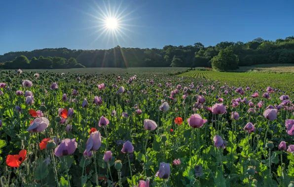 Picture field, the sun, Maki