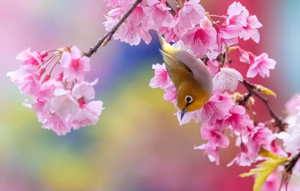 Flowers, bird, branch, Sakura, bright, bird, pink background, flowering