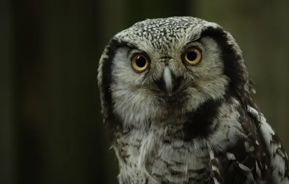 Picture look, background, owl, bird, portrait
