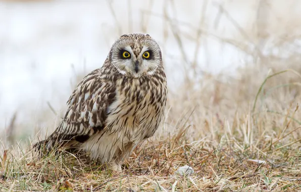 Picture grass, nature, owl, bird, bokeh