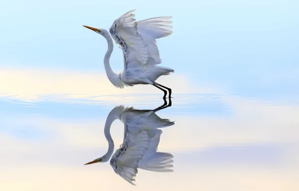 Water, flight, reflection, bird, Heron