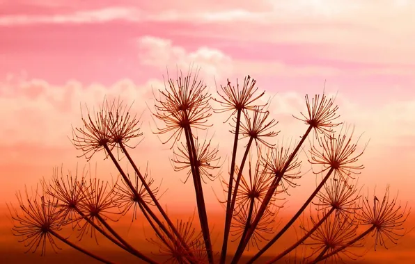 The sky, sunset, Plant