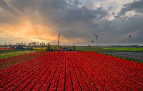 Field, the sky, clouds, flowers, strip, view, spring, dal