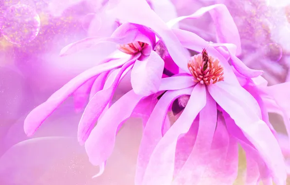 Macro, flowers, treatment, texture, spring, petals, pink, flowering