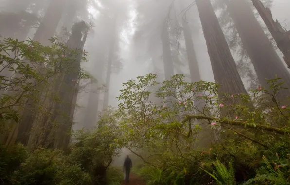 Forest, trees, fog, people, trail