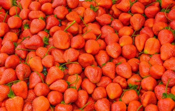 Berries, harvest, strawberry