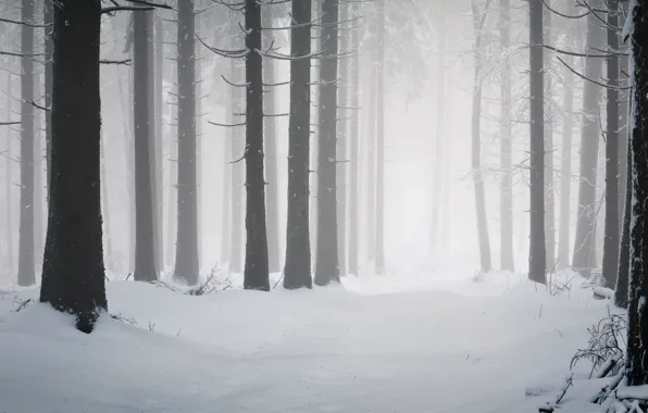 Winter, forest, snow, the snow, pine, the trunks of the trees