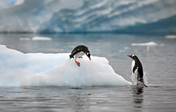 Nature, the ocean, penguins, ice, floe, Alexander Perov