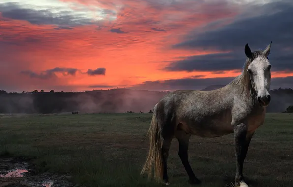 Summer, sunset, nature, horse