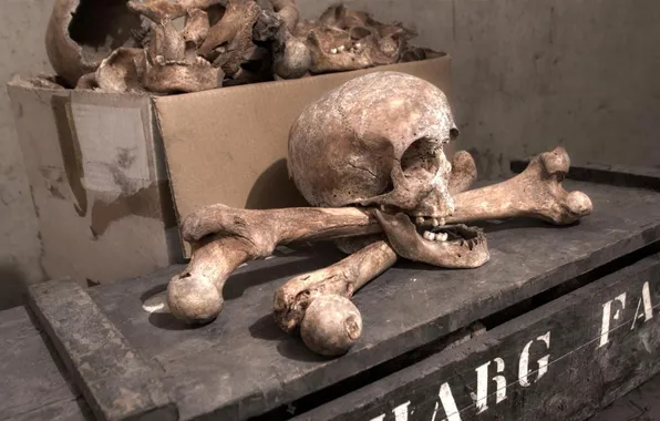 Picture skull, bones, Pirate Treasure