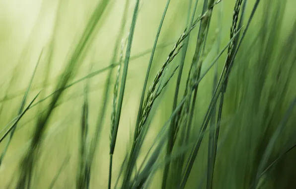 Greens, summer, grass, macro, nature, photo, background, Wallpaper