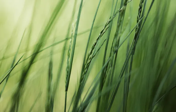 Picture greens, summer, grass, macro, nature, photo, background, Wallpaper