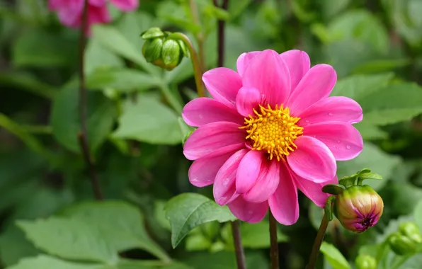 Greens, flower, leaves, pink, buds, Dahlia