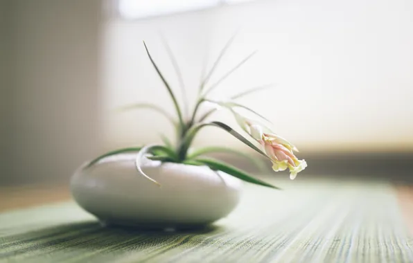 Picture white, flower, table, pot, pot, tablecloth
