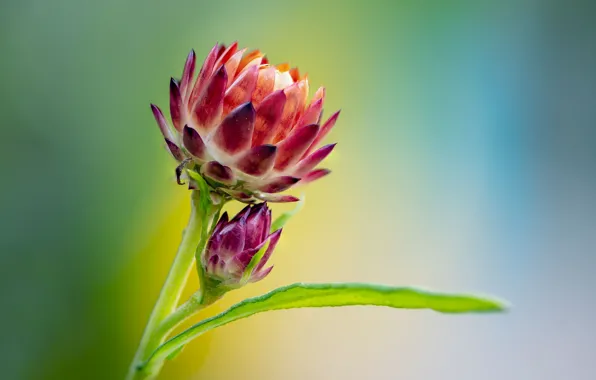 Macro, background, leaf, buds, Fleur Walton