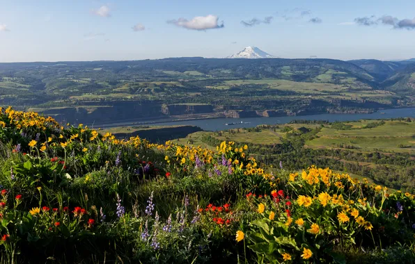 Summer, the sky, clouds, flowers, mountains, hills, dal, yellow