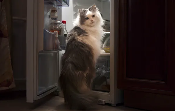Picture cat, food, the situation, refrigerator, thief