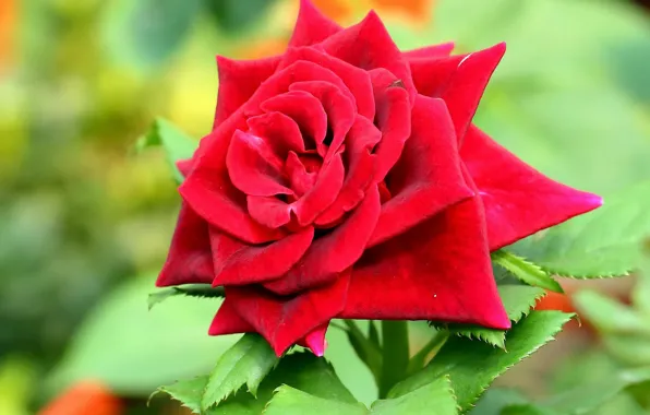Macro, rose, petals, red rose