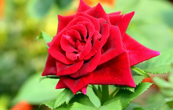 Macro, roses, petals, red rose