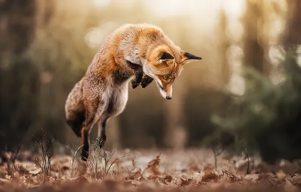 Nature, Fox, beast