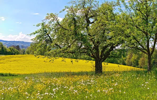Picture trees, flowers, spring, meadow, dandelions