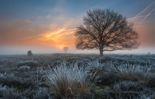 Frost, grass, tree, spring, morning, frost, Netherlands, March