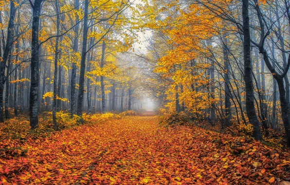 Road, autumn, forest, leaves, trees, branches, nature, fog