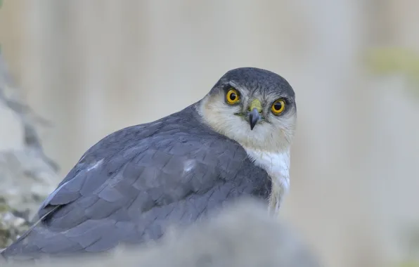Picture look, grey, background, bird, predator, hawk, Sparrowhawk