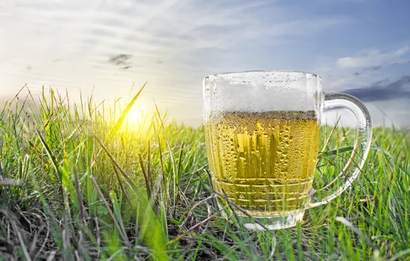 Picture field, the sky, grass, the sun, dawn, beer, mug