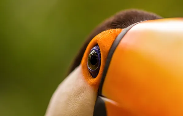 Picture macro, eyes, bird, beak, Toucan