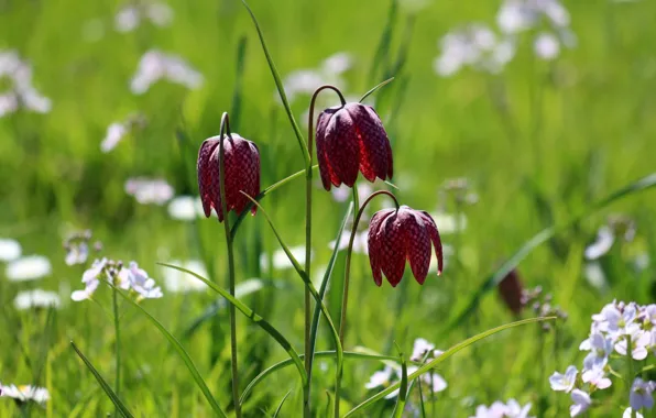 Greens, summer, flowers, glade, spring, trio, lawn, Grouse chess