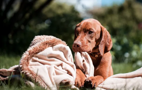 Picture grass, look, dog, plaid, breed, marking the Hungarian